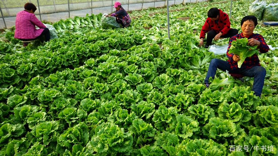 农民在鄢陵县大力鼓种植农民专业合作社农产品生产基地蔬菜种植大棚