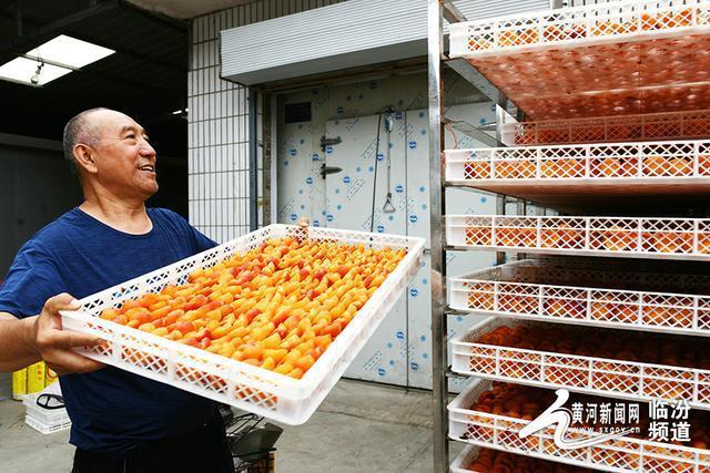 7月10日,隰县城南乡晋福农产品加工厂热火朝天,工人们正在加工杏干.