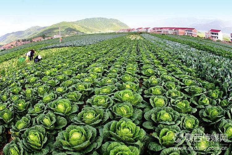 记者 宋红梅摄 "十二五"期间,陕西省农业生产能力不断提升,农产品