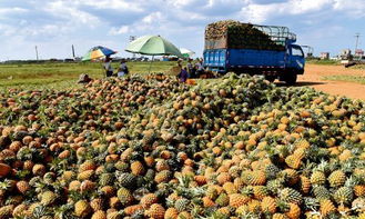 徐闻县菠萝差价达60倍 农产品滞销的根源究竟是什么