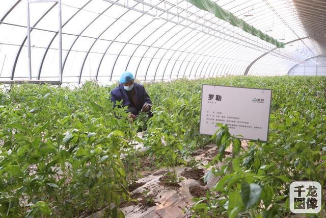 冬奥"小众菜"有望供应北京市场|农产品|蔬菜|种植|采摘